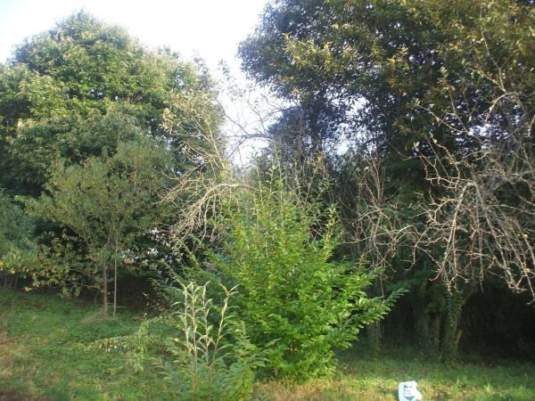 Terreno en Escravitude, 2 photo 3