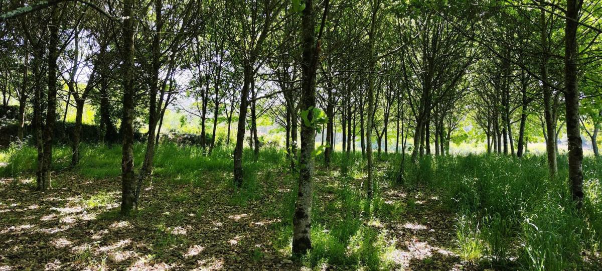 Land for sale in Kings, A Coruña photo 3