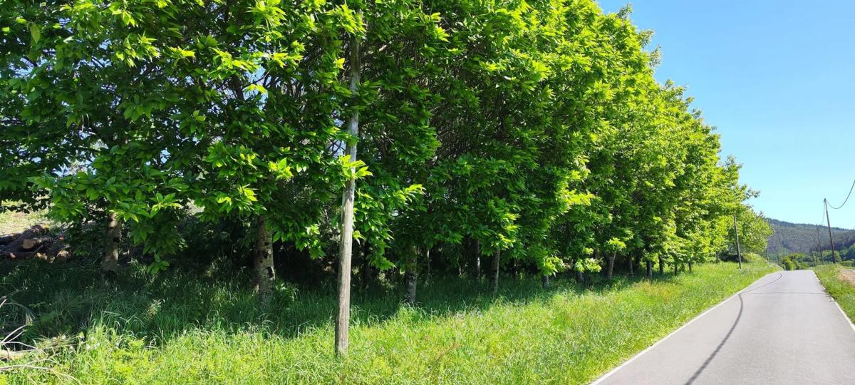 Land for sale in Kings, A Coruña photo 4