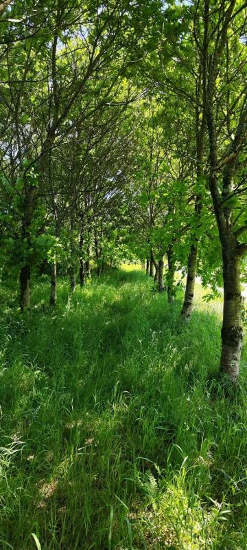 Land for sale in Kings, A Coruña photo 5