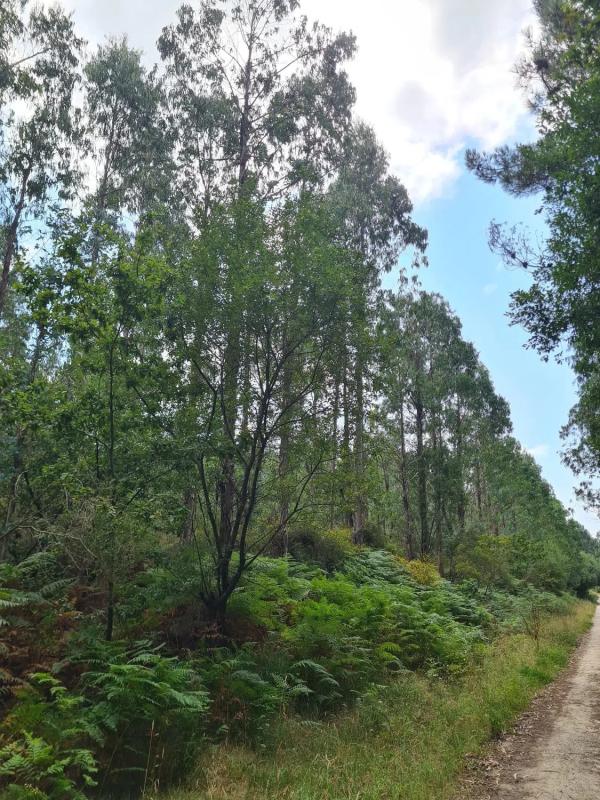 Участок земли на продажу в Ройс, Ла-Коруня photo 5