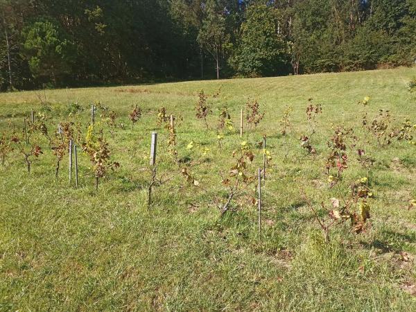 Terreno en Brion photo 1