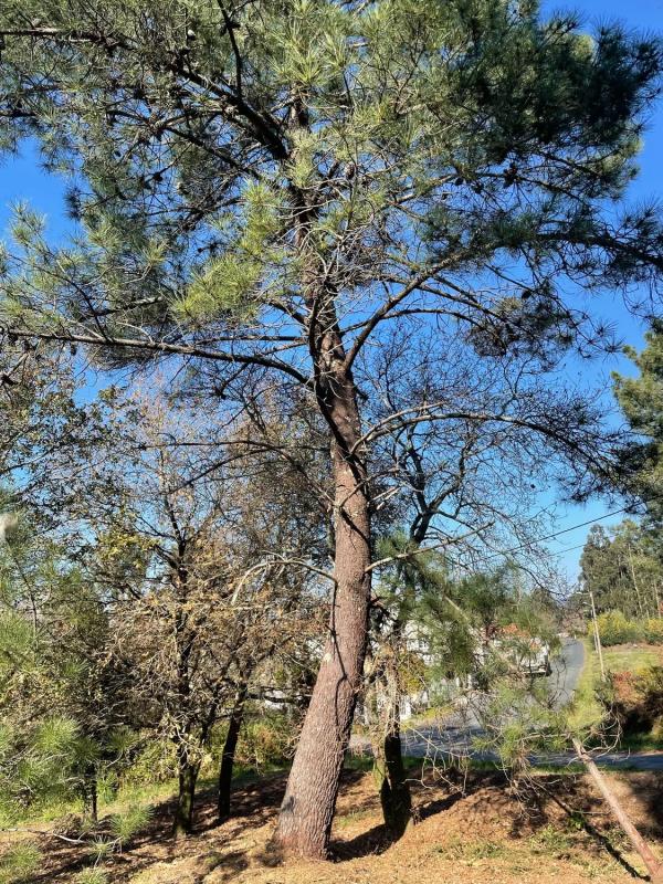 Land for sale in Ames, A Coruña photo 2
