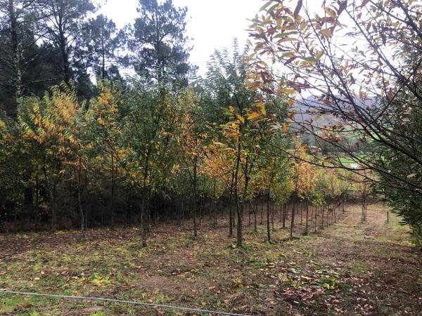 Terreno en Chaian s/n photo 4