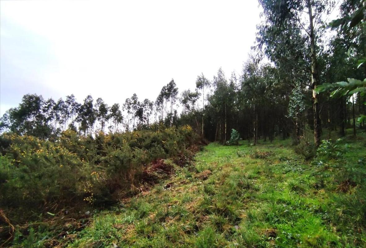 Terreno en venta en Carral, A Coruña photo 5