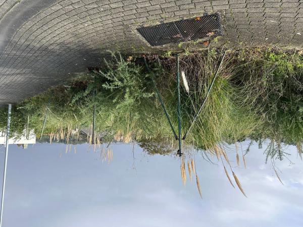 Terreno en calle Ecuador, km 1 photo 2