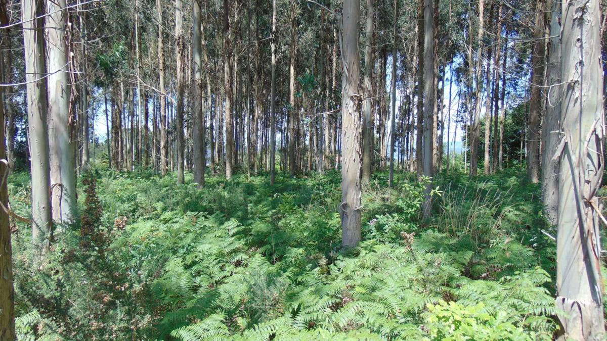 Terreno en venta en Bergondo, A Coruña photo 4