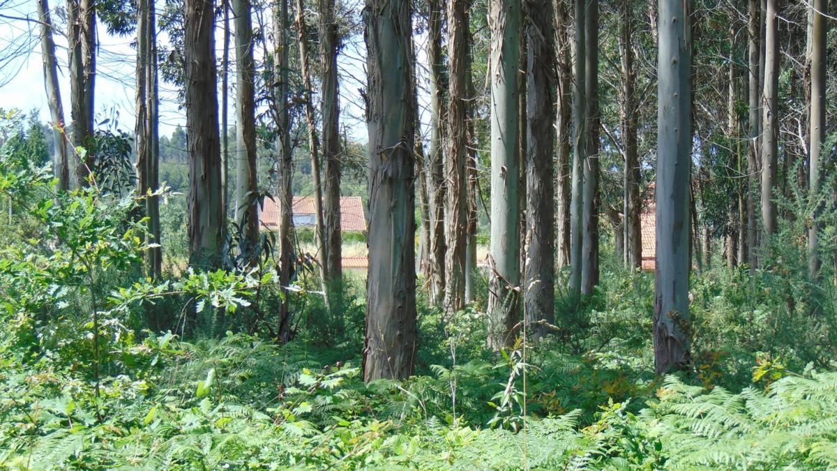 Terreno en venta en Bergondo, A Coruña photo 5