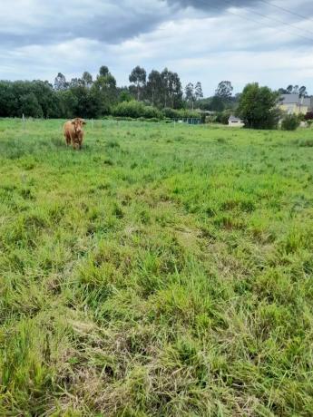 Terreno en calle casas s/n photo 1