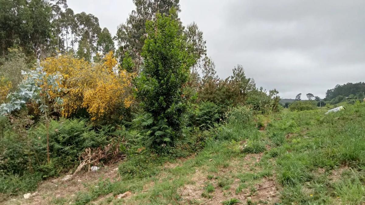 Terreno en venta en San Sadurniño, A Coruña photo 5