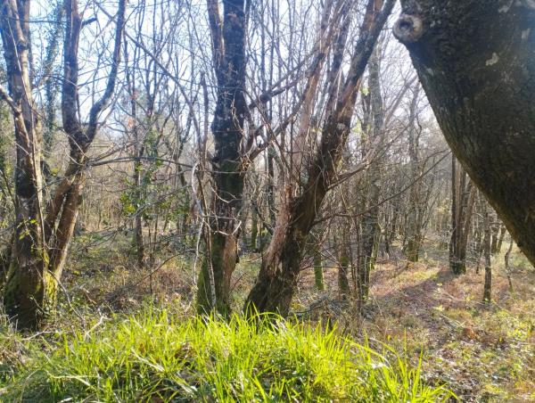 Terreno en Aldea Pazos s/n photo 3