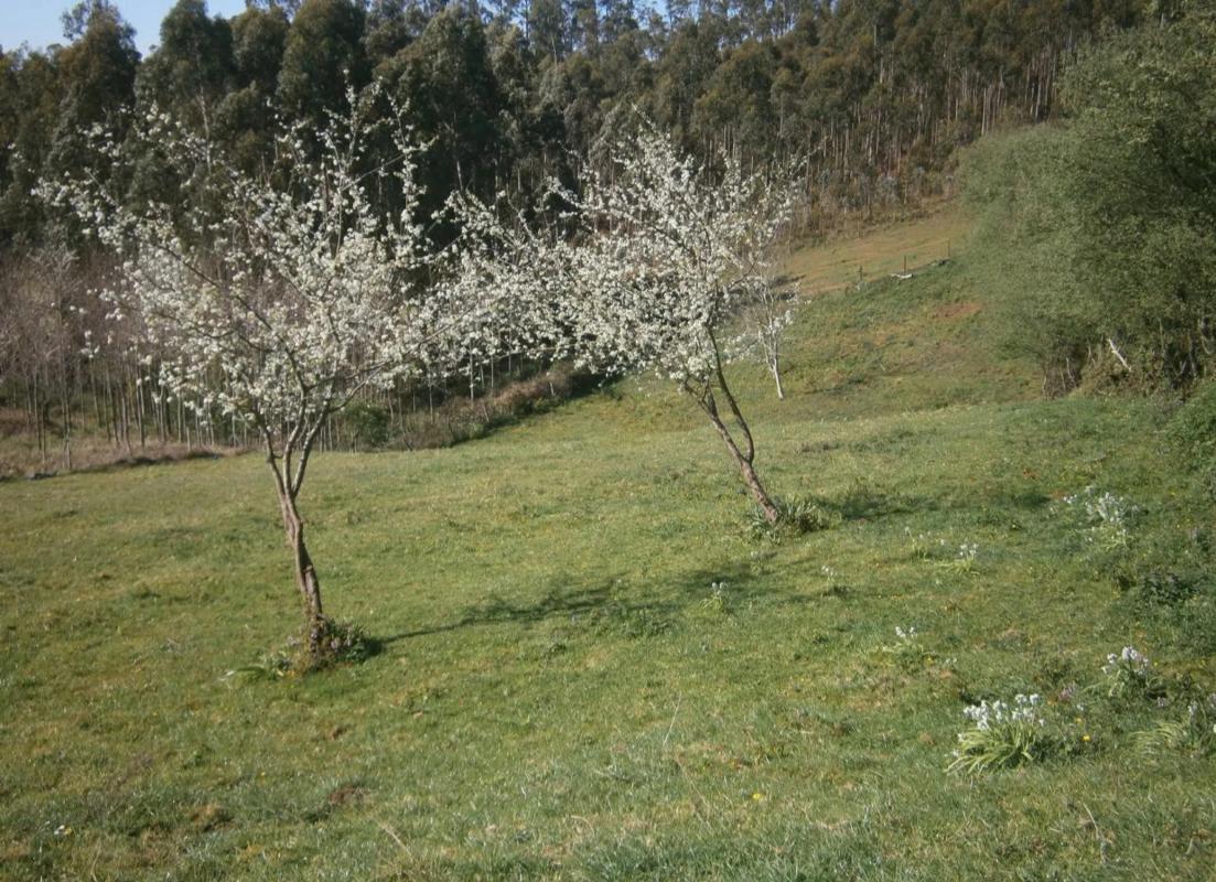 Terreno en venta en Cedeira, A Coruña photo 1