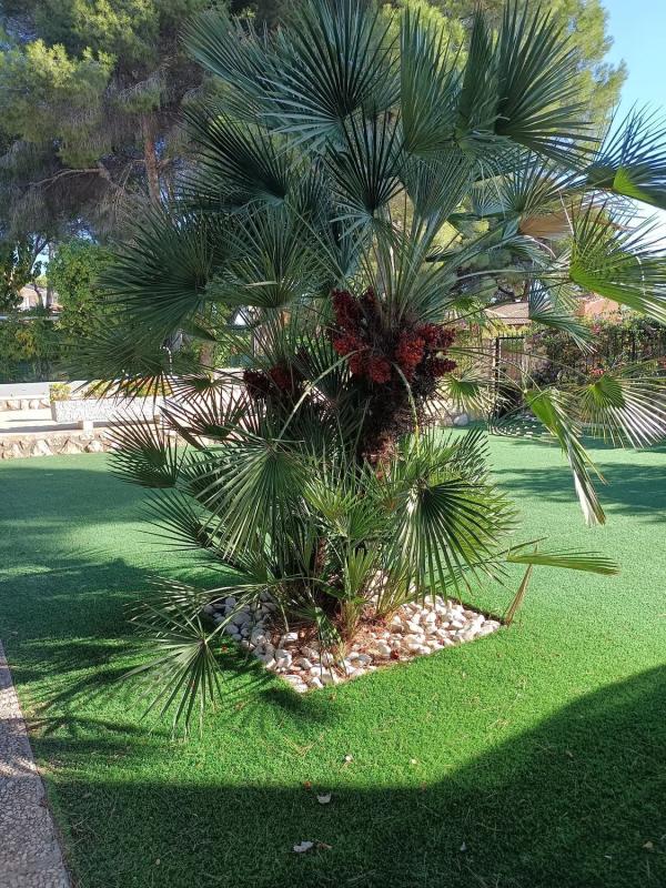 Properties for sale and rent in Spain photo 5