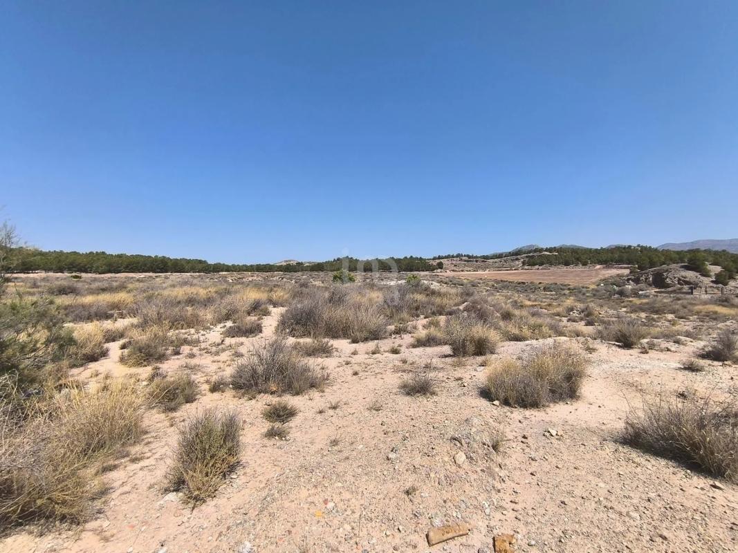 Land for sale in Sax, Alicante photo 2