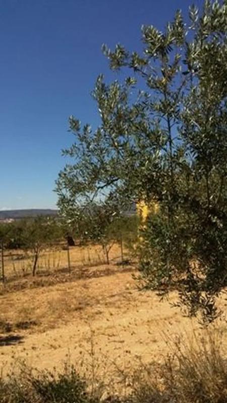 Land for sale in Biar, Alicante photo 1