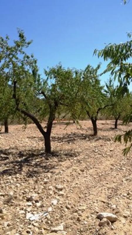 Land for sale in Biar, Alicante photo 2
