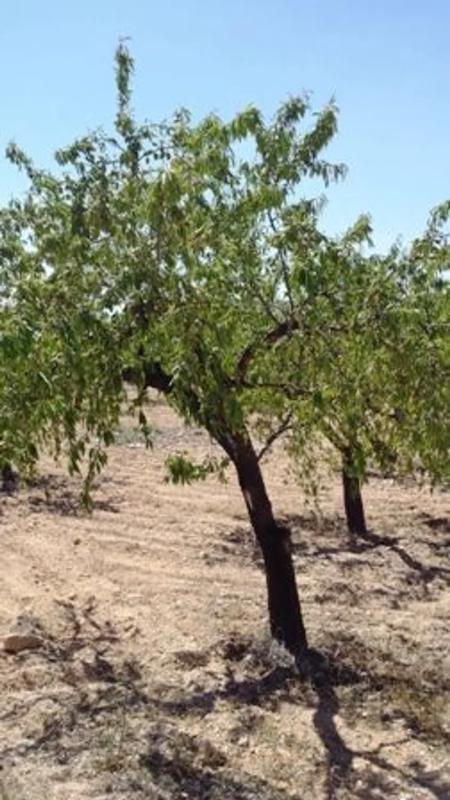 Land for sale in Biar, Alicante photo 3