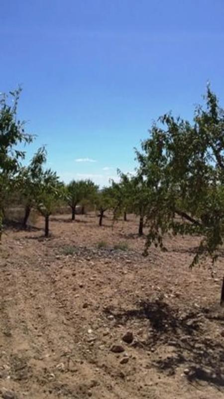 Land for sale in Biar, Alicante photo 4