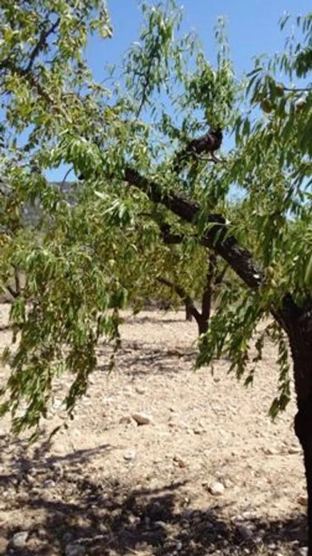 Land for sale in Biar, Alicante photo 5