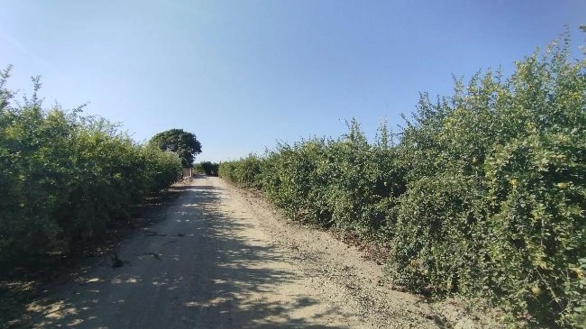 Terreno en venta en Almoradí, Alicante photo 3