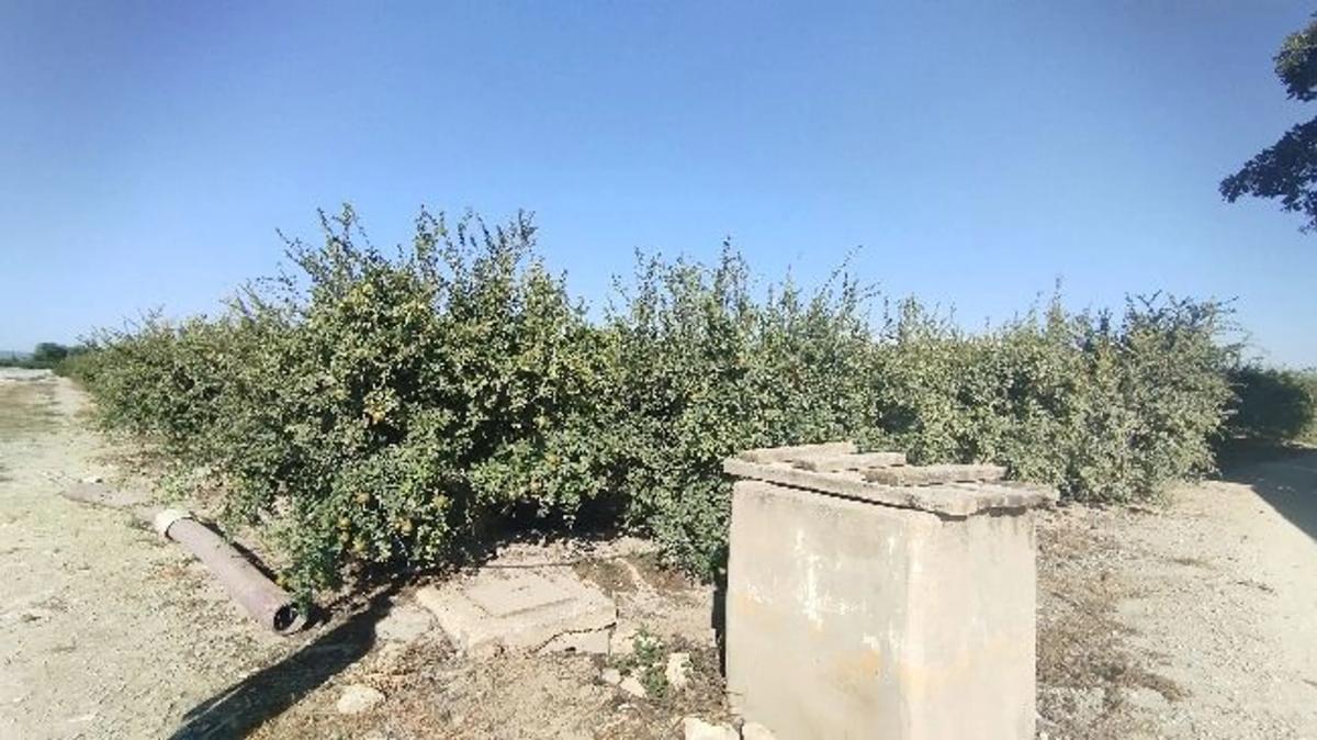 Terreno en venta en Almoradí, Alicante photo 4