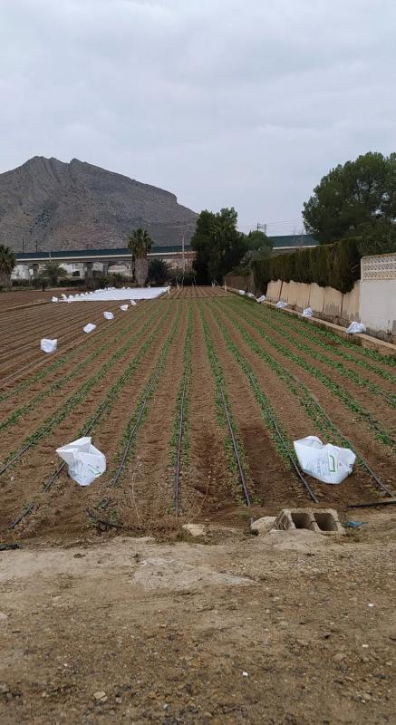 Land for sale in Callosa de Segura, Alicante photo 3