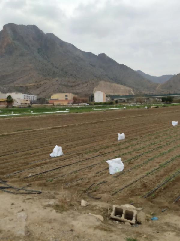 Land for sale in Callosa de Segura, Alicante photo 5