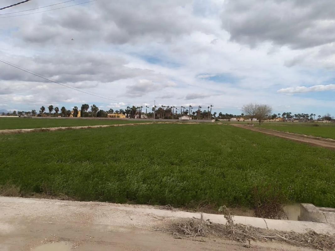 Land for sale in Catral, Alicante photo 1