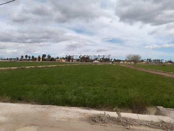 Terreno en Catral photo 1