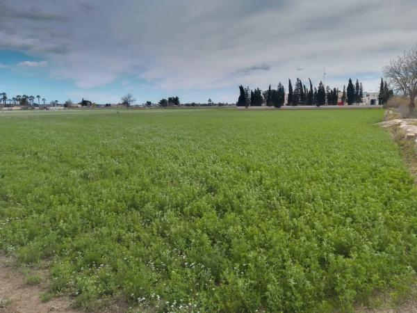 Terreno en Catral photo 4