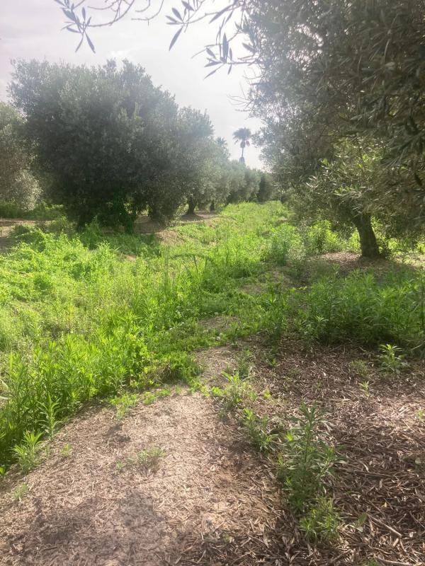 Terreno en venta en Dolores, Alicante photo 2
