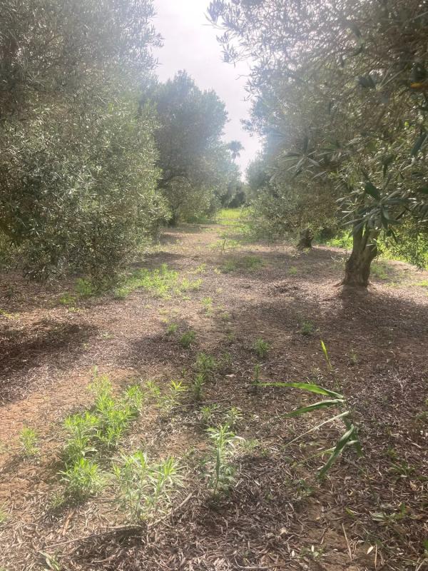 Terreno en venta en Dolores, Alicante photo 3