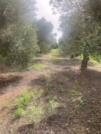 Terreno en Partida Marina s/n photo 3