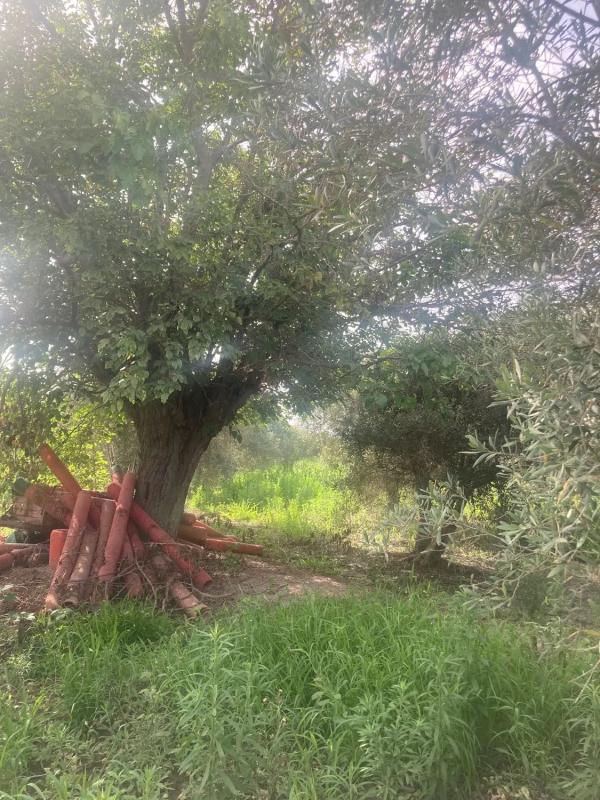 Terreno en venta en Dolores, Alicante photo 4