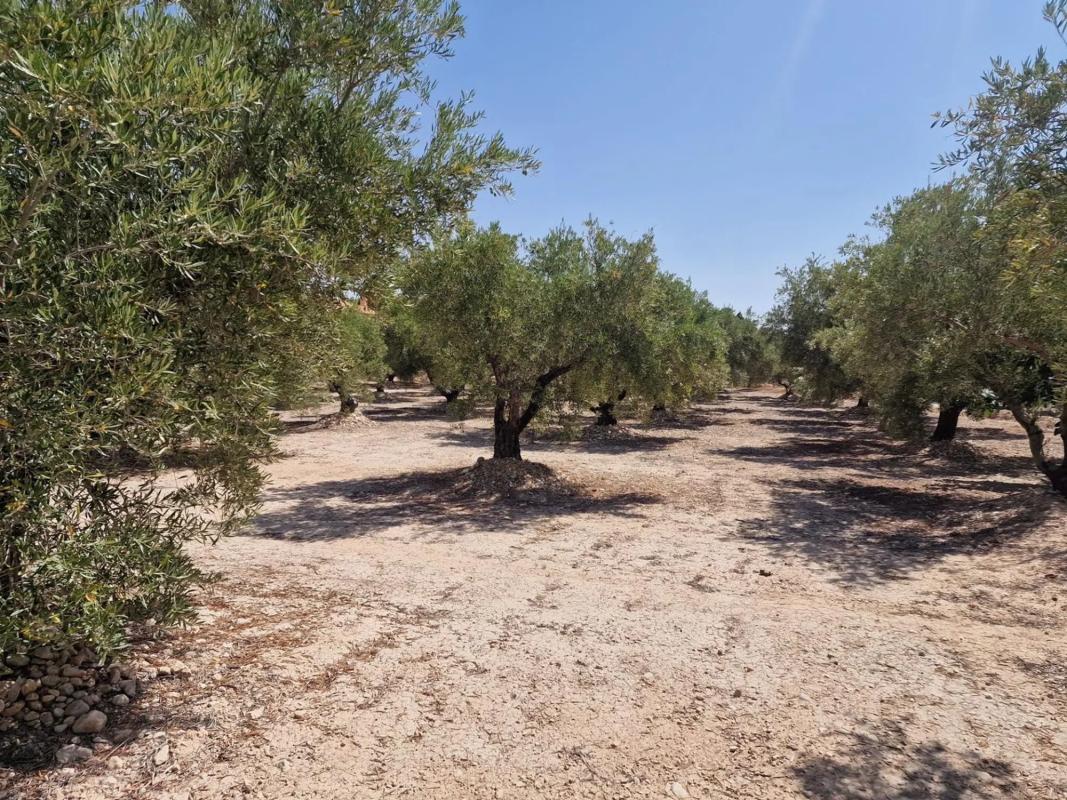 Terreno en venta en Crevillente, Alicante photo 3