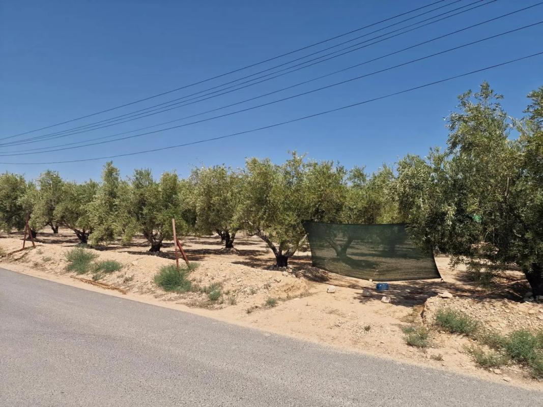 Terreno en venta en Crevillente, Alicante photo 4