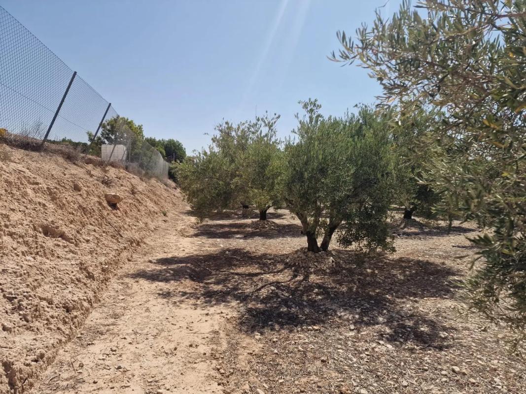 Terreno en venta en Crevillente, Alicante photo 5