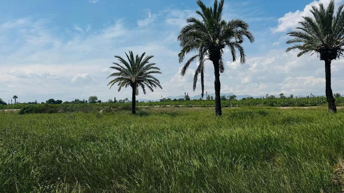 Terreno en venta en Elche / Elx, Alicante photo 2