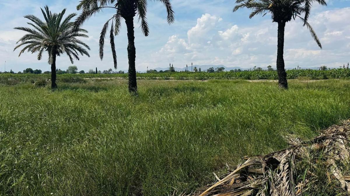 Terreno en venta en Elche / Elx, Alicante photo 5
