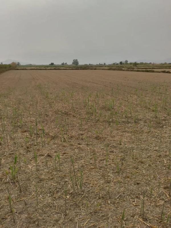 Terreno en venta en Elche / Elx, Alicante photo 3