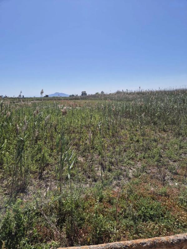Terreno en venta en Elche / Elx, Alicante photo 4