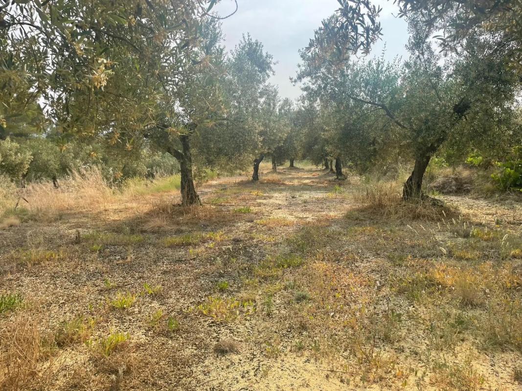 Land for sale in Balls, Alicante photo 2