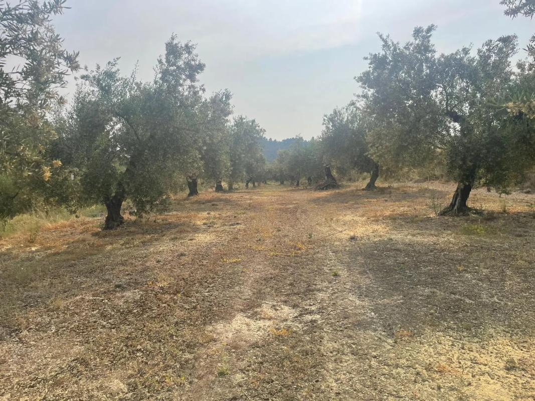 Land for sale in Balls, Alicante photo 5