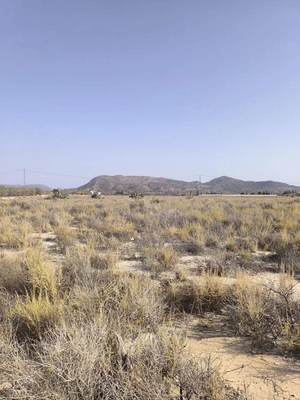 Land for sale in August, Alicante photo 1