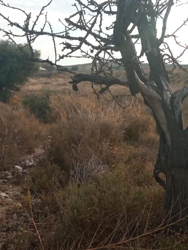 Terreno en venta en Mutxamel, Alicante photo 3