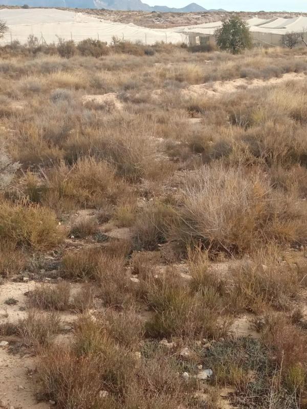 Terreno en venta en Mutxamel, Alicante photo 5