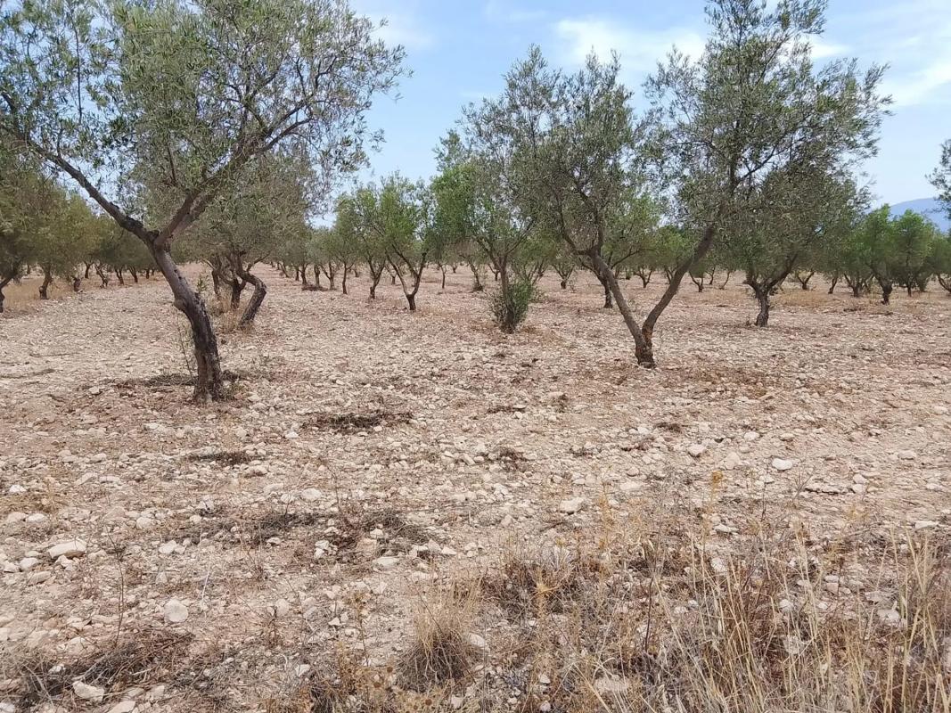 Land for sale in Onil, Alicante photo 4