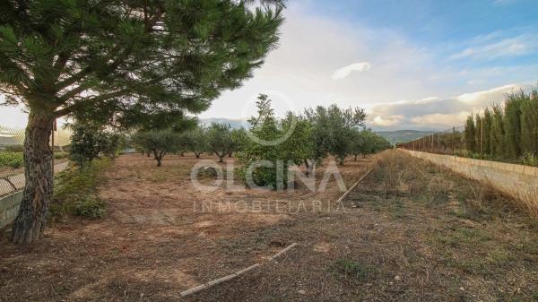 Terreno en Onil photo 3