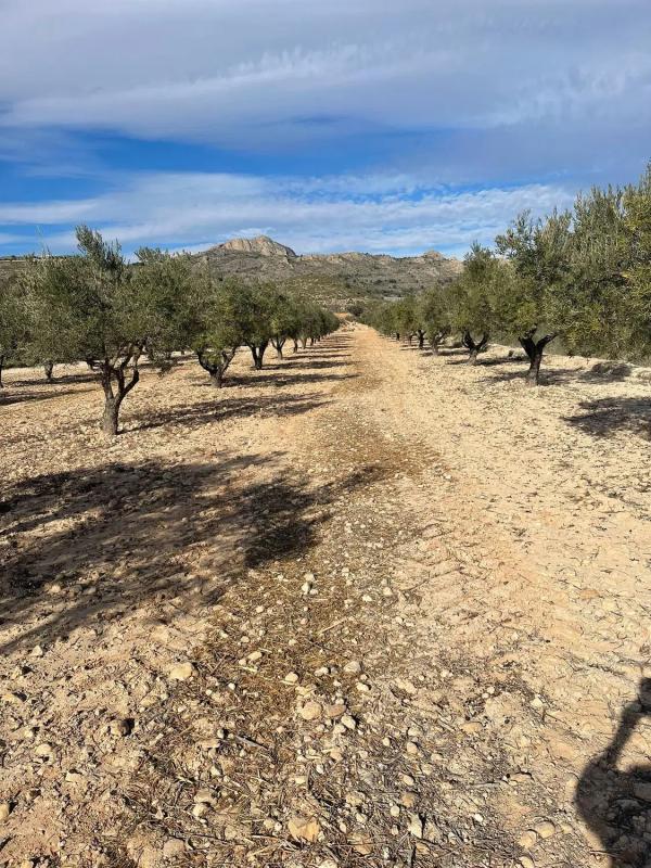Terreno en venta en Sax, Alicante photo 1