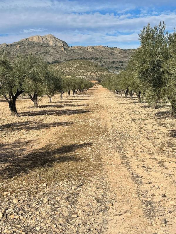 Terreno en venta en Sax, Alicante photo 2